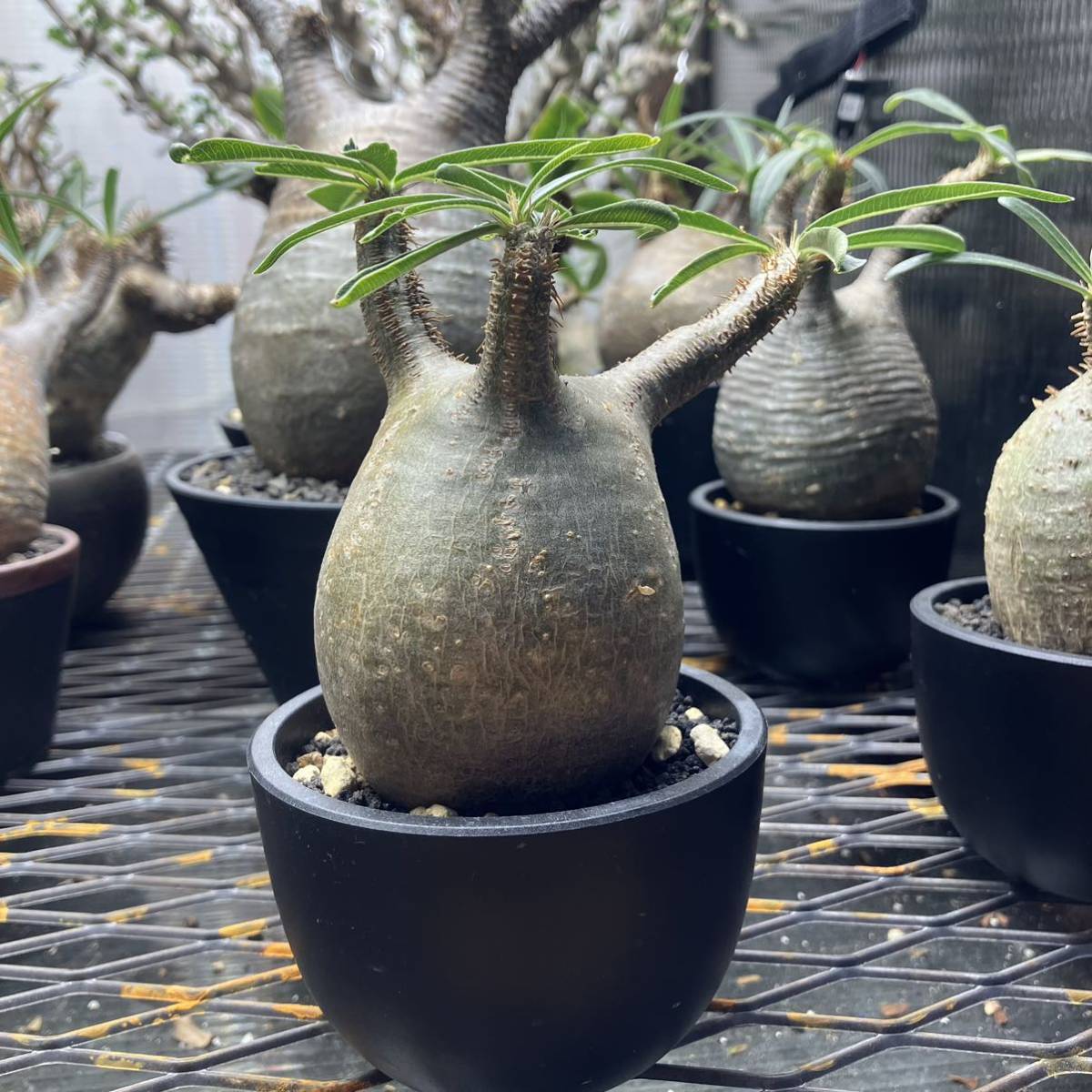 パキポディウムグラキリス コーデックス 塊根植物 グラキリス 現地球 発根済み 緑肌 手乗りサイズ
