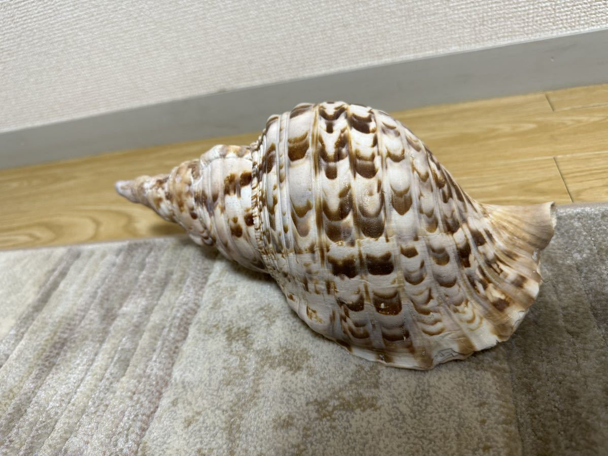 法螺貝 ほら貝 30センチ 以上 632g その他 | huroncmh.org