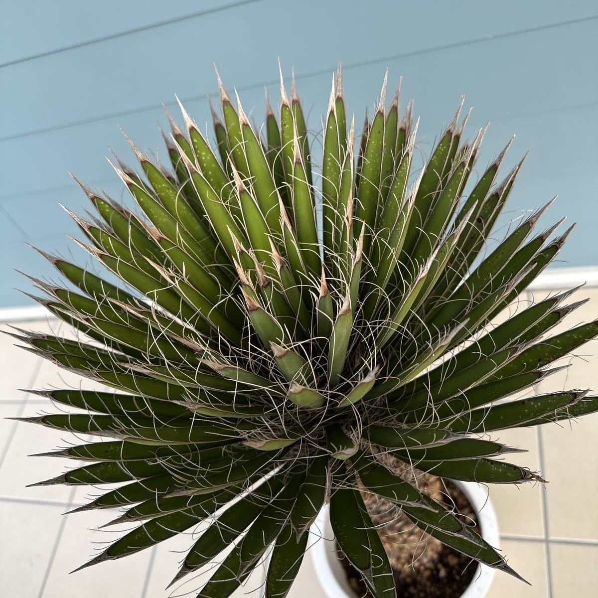 輸入 ユッカフィリフェラ(Yucca Filifera ) ユッカ | prepsec.org