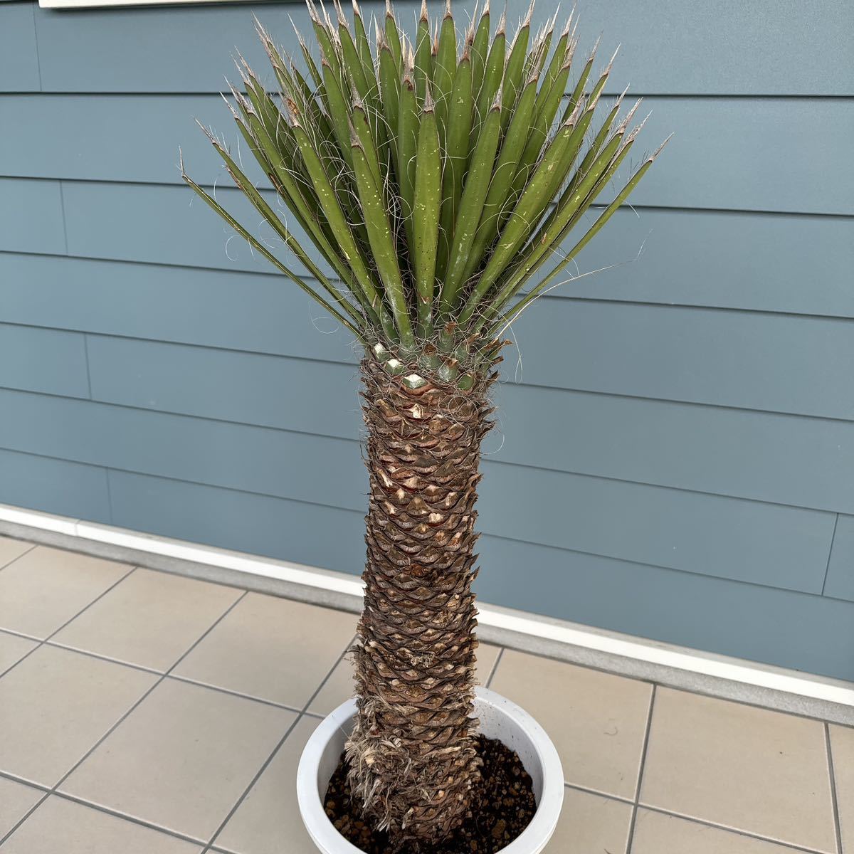 輸入 ユッカフィリフェラ(Yucca Filifera ) ユッカ | prepsec.org