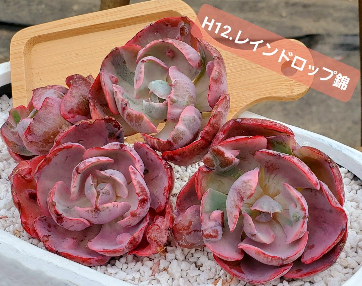 SALE/65%OFF】 インディアピンク エケベリア 多肉植物 韓国苗 激レア