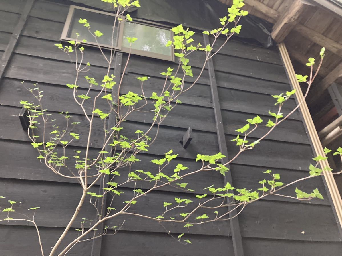 50 山取 ミツバツツジ 植木、庭木 | budgethearses.com