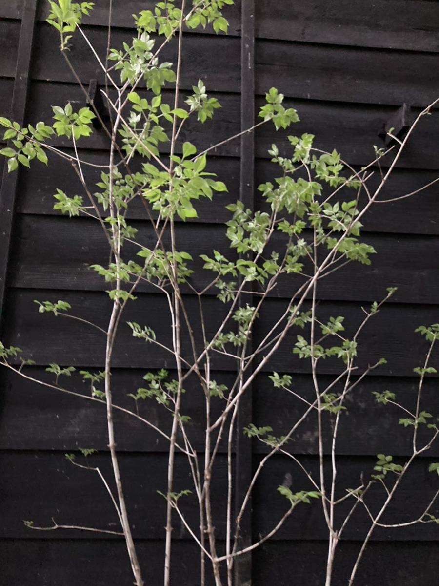50 山取 アオダモ 植木、庭木 | zhara.fm