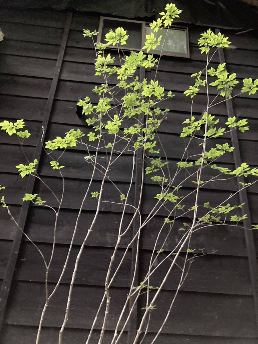 120 山取 アオダモ 植木、庭木 | budgethearses.com