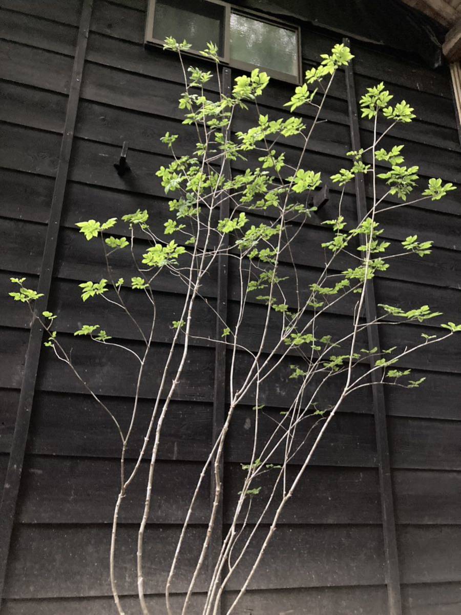 120 山取 アオダモ 植木、庭木 | budgethearses.com