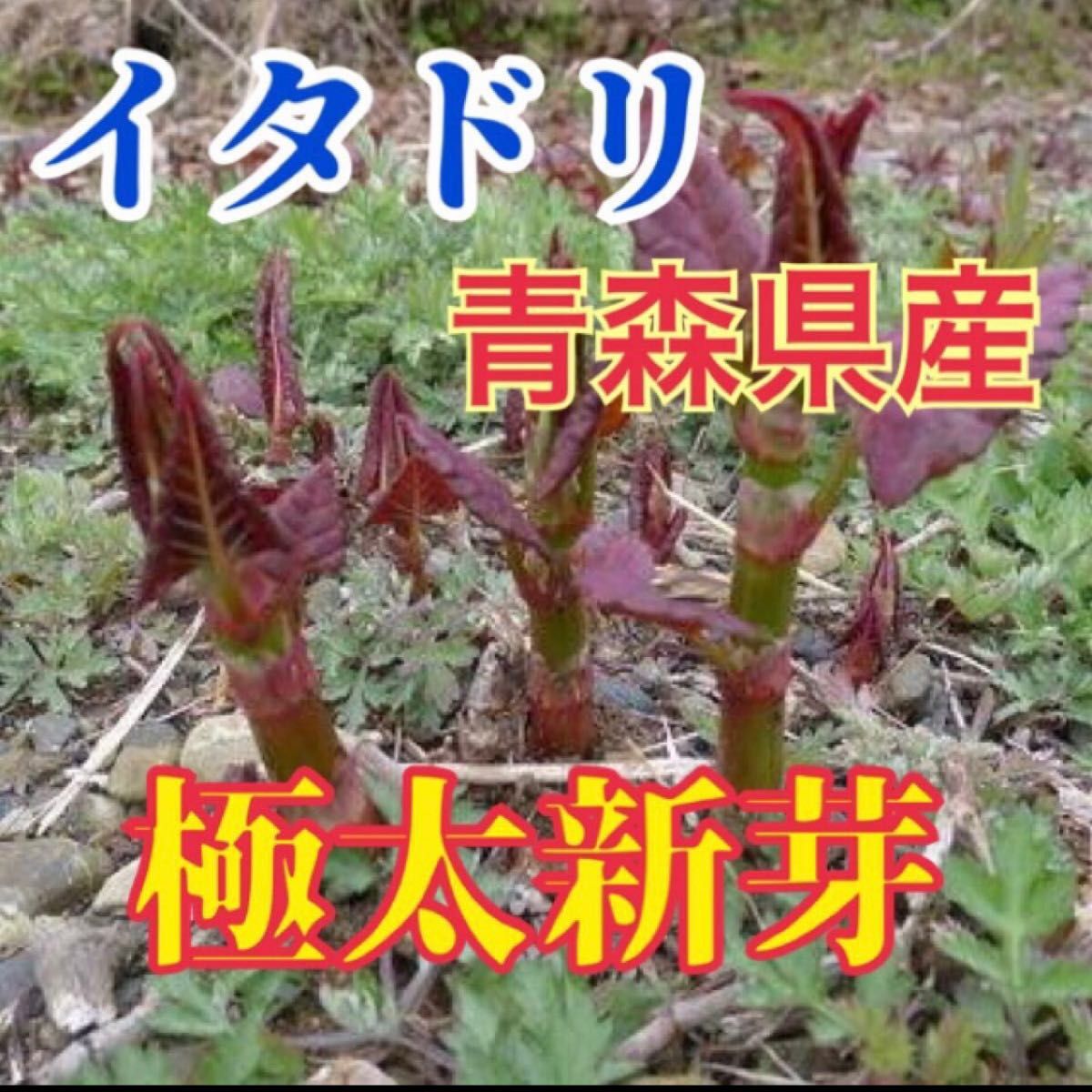 青森県産 イタドリ 800g 野菜 | sputnik-re.co.jp