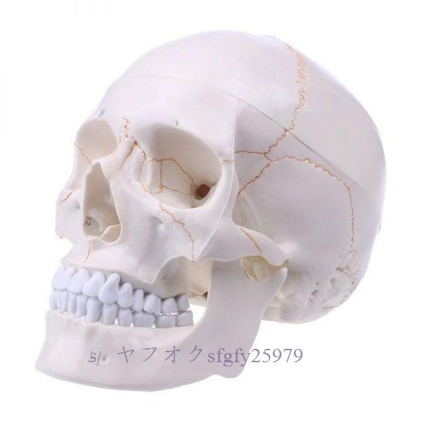 P366☆新品医療小道具モデル 等身人間の頭蓋骨モデルです 勉強教育用品として医師、カイロプラクター、理学療法士などに最適ですの画像2