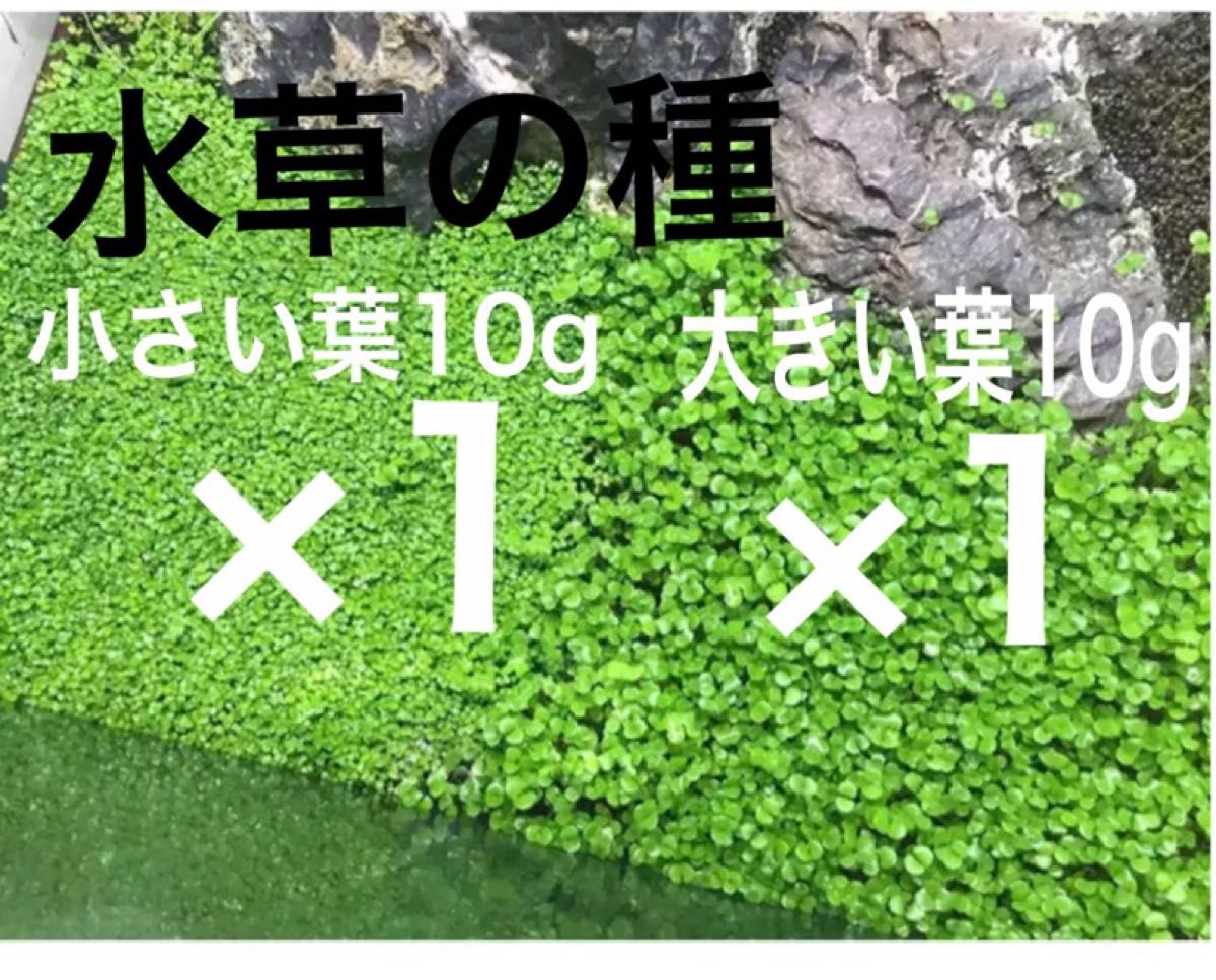 訳ありセール 水草の種 小さい葉 10g 水草の種 大きい葉 10g