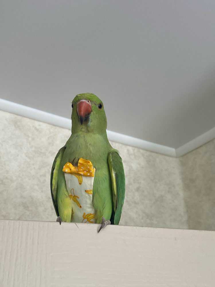 小鳥用オムツ【うさぎ柄ピンク Ｍサイズ】オカメインコ・オキナインコに最適！ フライトスーツ　アジャスター付き！_Ｍサイズ－月ノ輪インコも大丈夫そうです