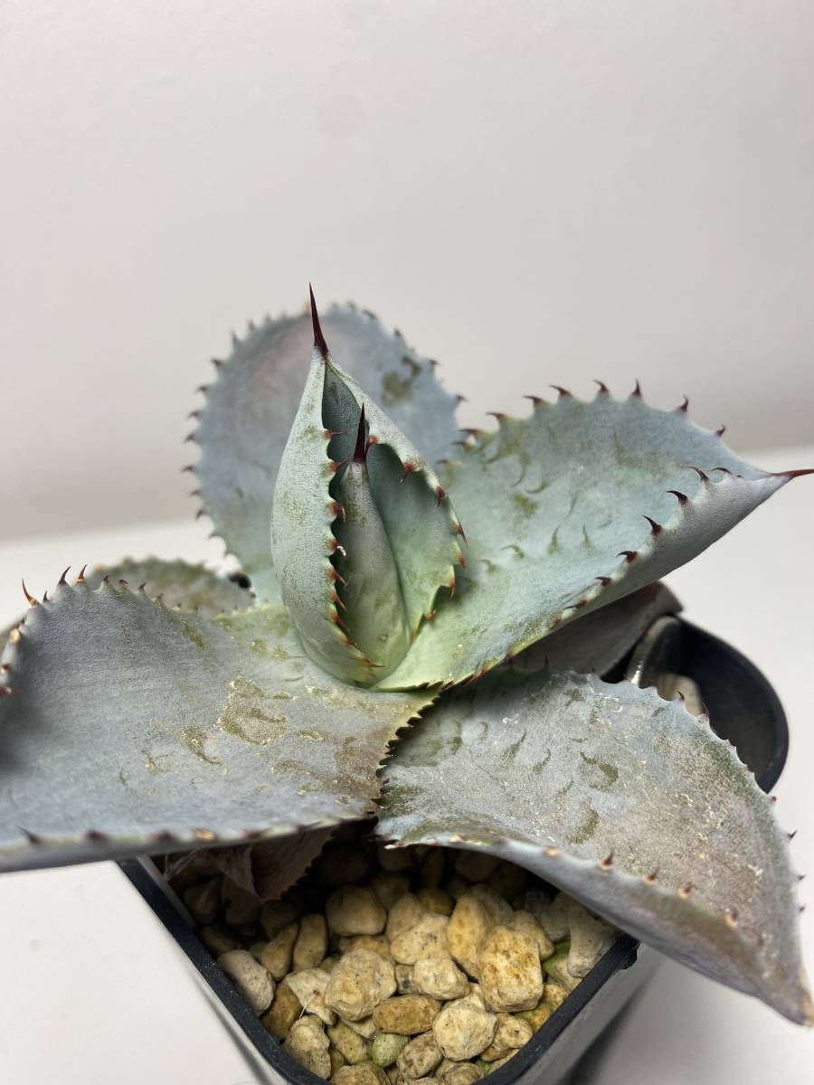 Agave ドラゴンスケイル 竜鱗 アガベ | businesslinkuae.com