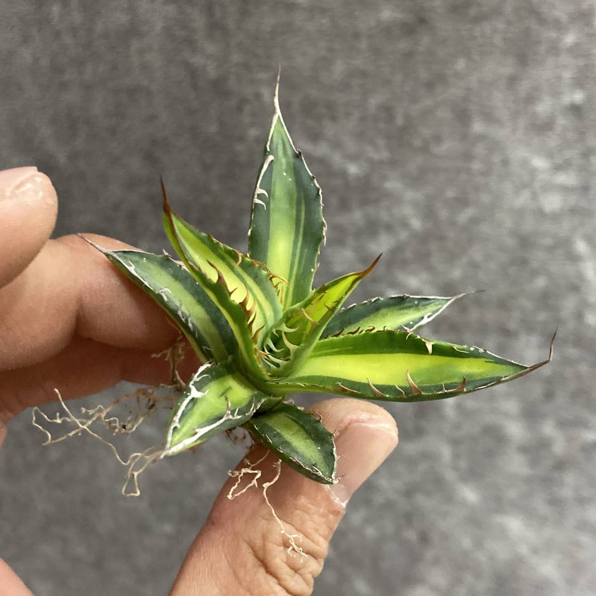 多肉植物 アガベ ホリダ錦 黄中斑 極上株 ❤️購入可能商品