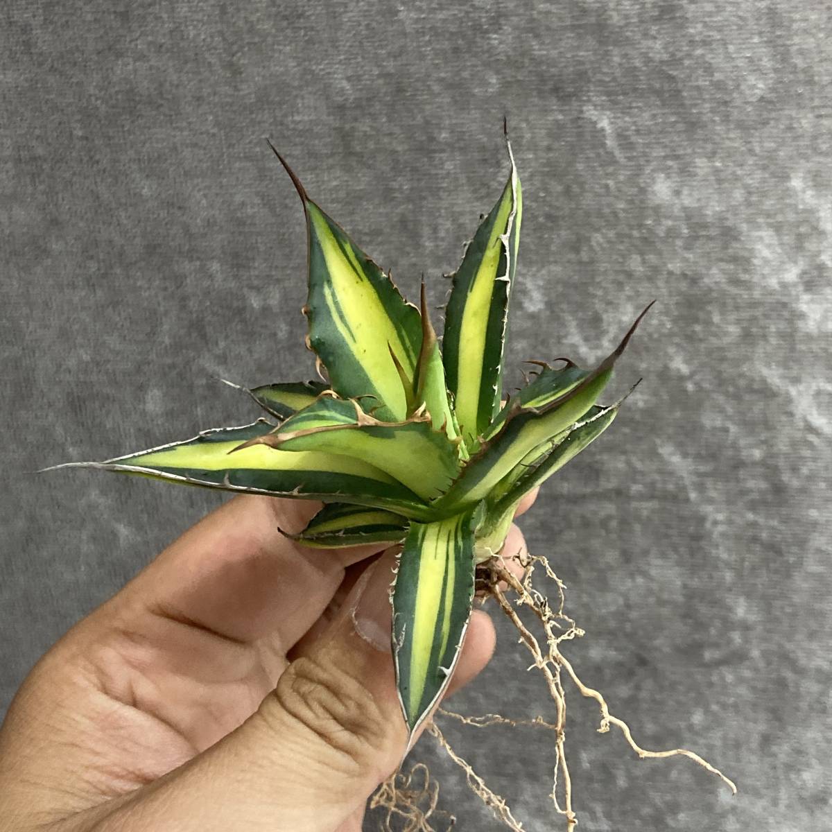 R401-73 特選 アガベ 多肉植物 ホリダ錦 激レア! 黄中斑 極上株