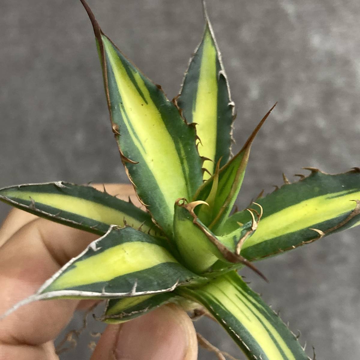 R401-73 特選 アガベ 多肉植物 ホリダ錦 激レア! 黄中斑 極上株