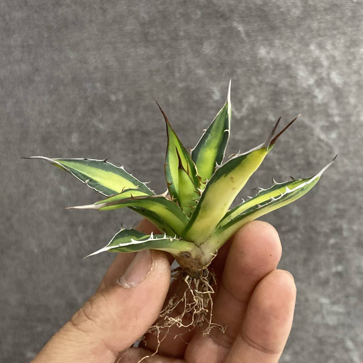 R404-10 特選 アガベ 多肉植物 ホリダ錦 激レア 黄中斑 極上株(アガベ
