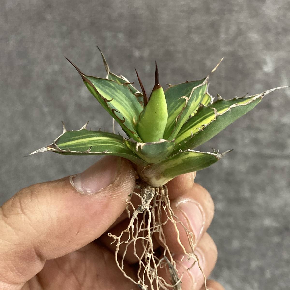 R407-10 特選 アガベ 多肉植物 ホリダ錦 激レア 黄中斑 極上株(アガベ