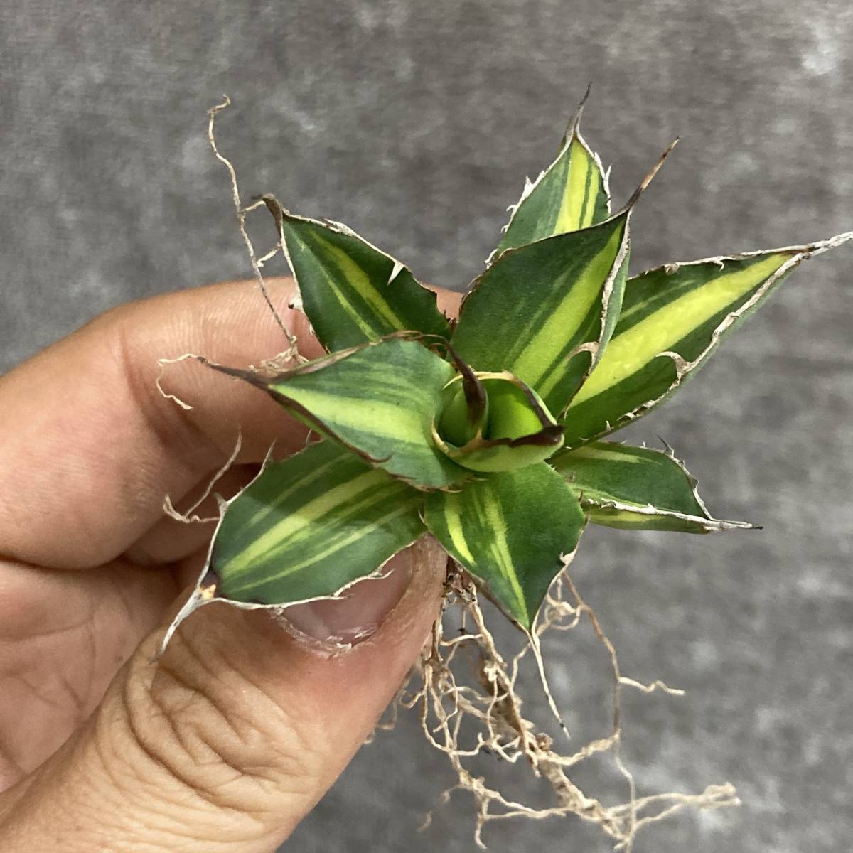 R407-10 特選 アガベ 多肉植物 ホリダ錦 激レア 黄中斑 極上株(アガベ