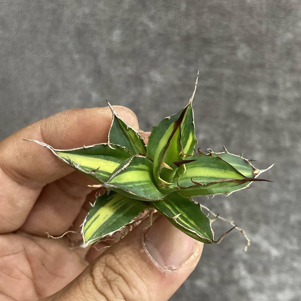 アガベ 多肉植物 ホリダ錦 激レア! 黄中斑 極上株-