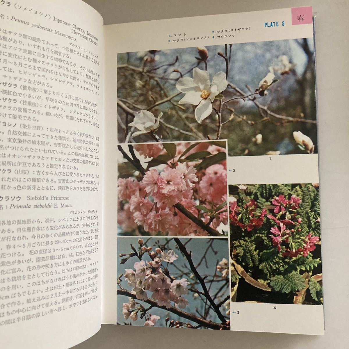 * стандарт . цвет иллюстрированная книга 7-8 садоводство растения дерево .книга@. Taro .. Okamoto Shougo Hoikusha дополнение маленький шт. есть * дерево. внутри есть . нет изображен на фотографии!GE04