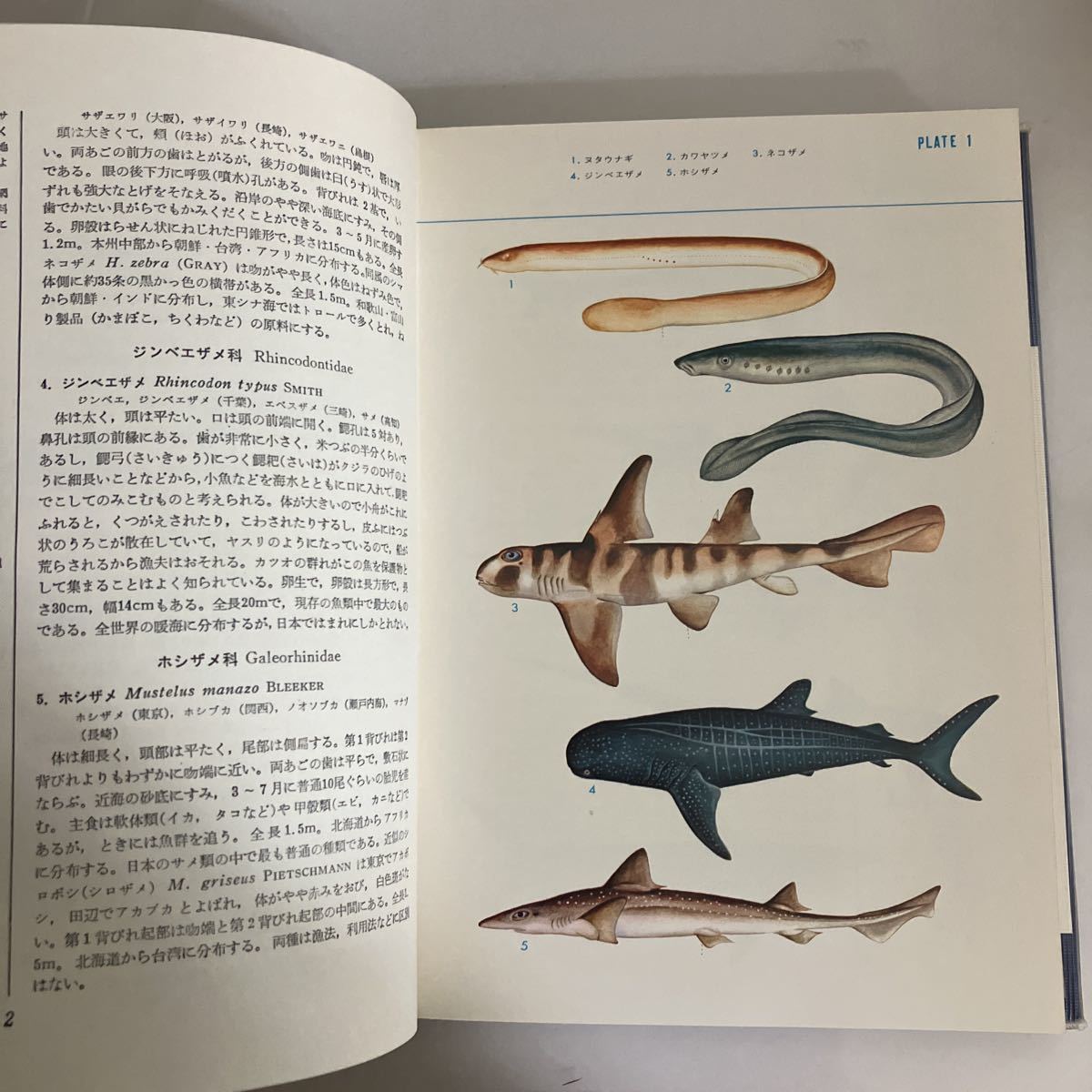 * standard . color illustrated reference book 4-5 fish bird .... Kobayashi katsura tree . Hoikusha appendix small pcs. attaching * fish. inside attaching . is not photograph reference!GE04