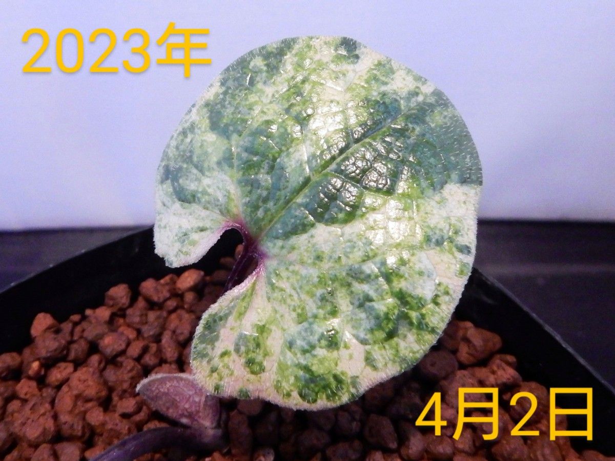 斑入り タマノカンアオイ 小町錦|花、園芸 斑入り タマノカンアオイ 小町錦|花、園芸
