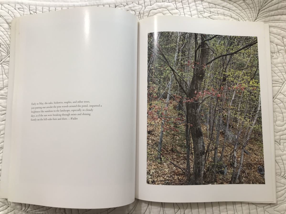 写真集「In Wildness Is the Preservation of the World / Eliot Porter 」エリオット・ポーター　写真集_画像8