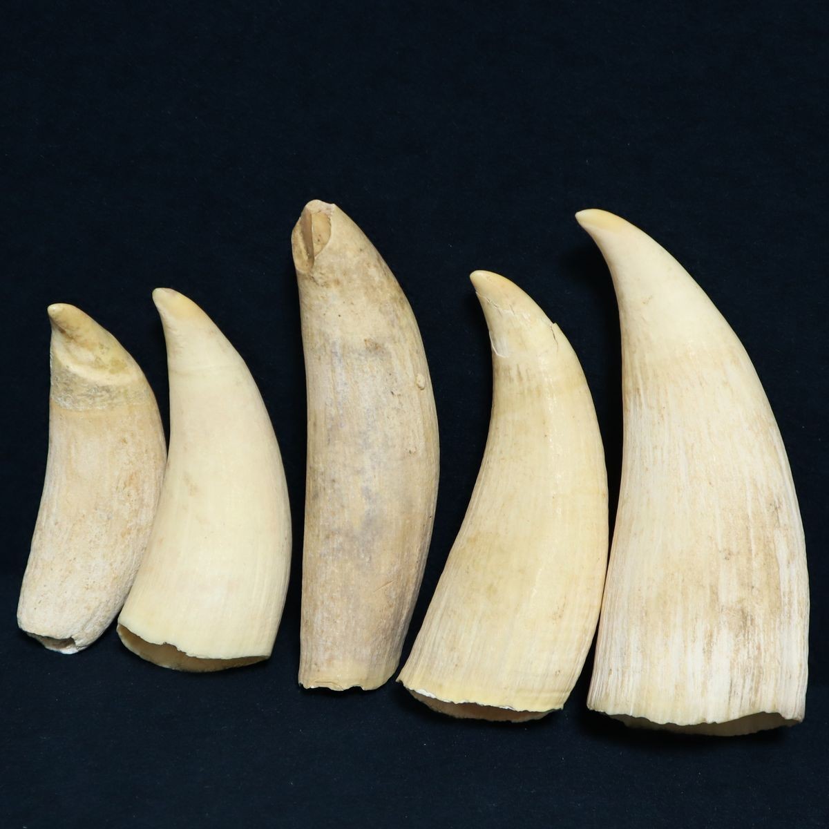 鯨歯 クジラの歯 牙 マッコウクジラ 標本 249g | gkcsu.org