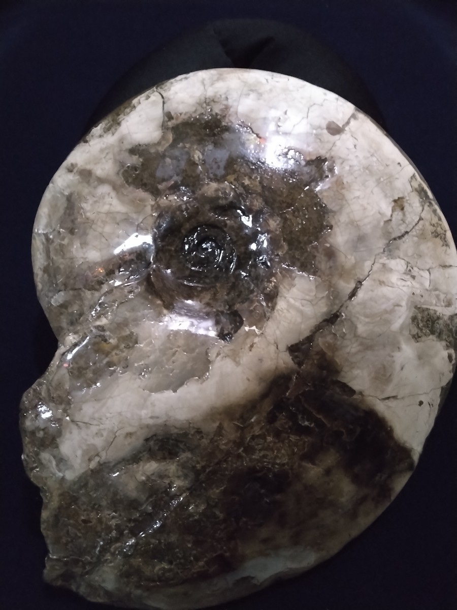 アンモナイト化石 カナダ産 F9 鉱物標本