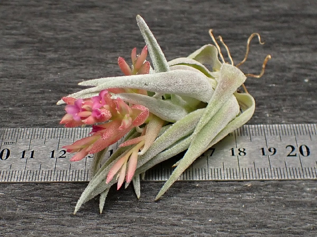 Tillandsia brachyphylla チランジア・ブラキフィラ☆エアプランツEP