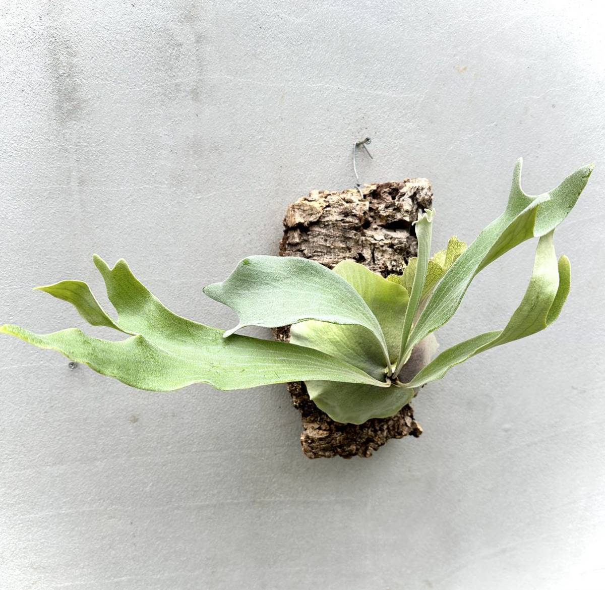 P. 'Diversifolium' (vp#1) ビカクシダ【vandaka】 P. 'Diversifolium' (vp#1) ビカクシダ【vandaka】