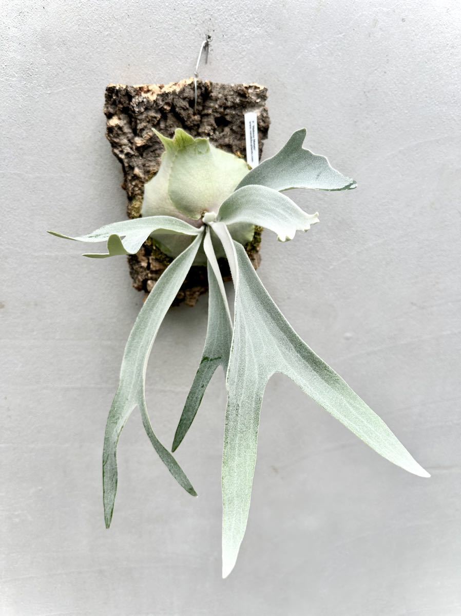 P. 'Hakuna Matata' Snow Queen F301 ハクナマタタ【vandaka