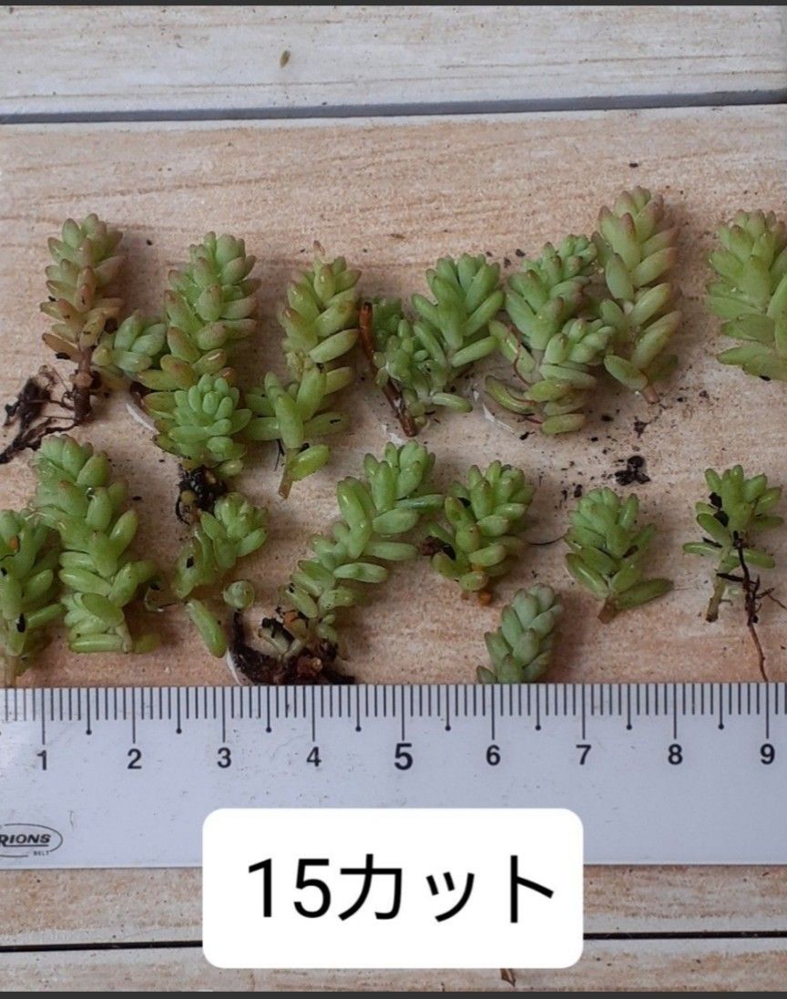 セダム カット苗【30カット】 多肉植物 グランドカバー