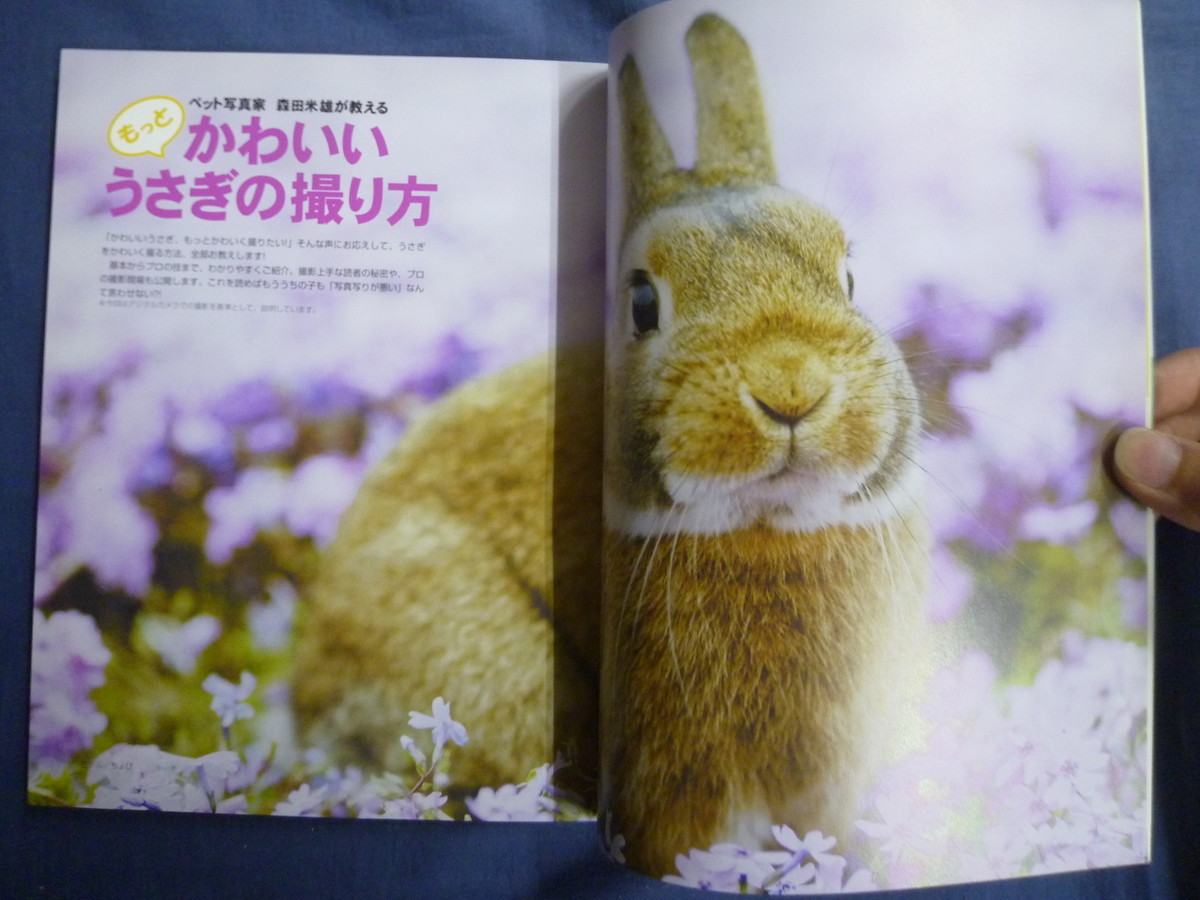ヤフオク 季刊 うさぎと暮らす No 06年 かわいい ヤフオク 季刊 うさぎと暮らす No 06年 かわいい