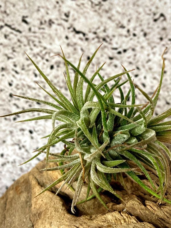 Frontier Plants】 チランジア・イオナンタ・メキシカン T. ionantha