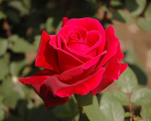 * роза рассада *HT* Mr. Lincoln * чёрный роза аромат вид как длинный промежуток популярный . гарантия .. -! 6 номер 