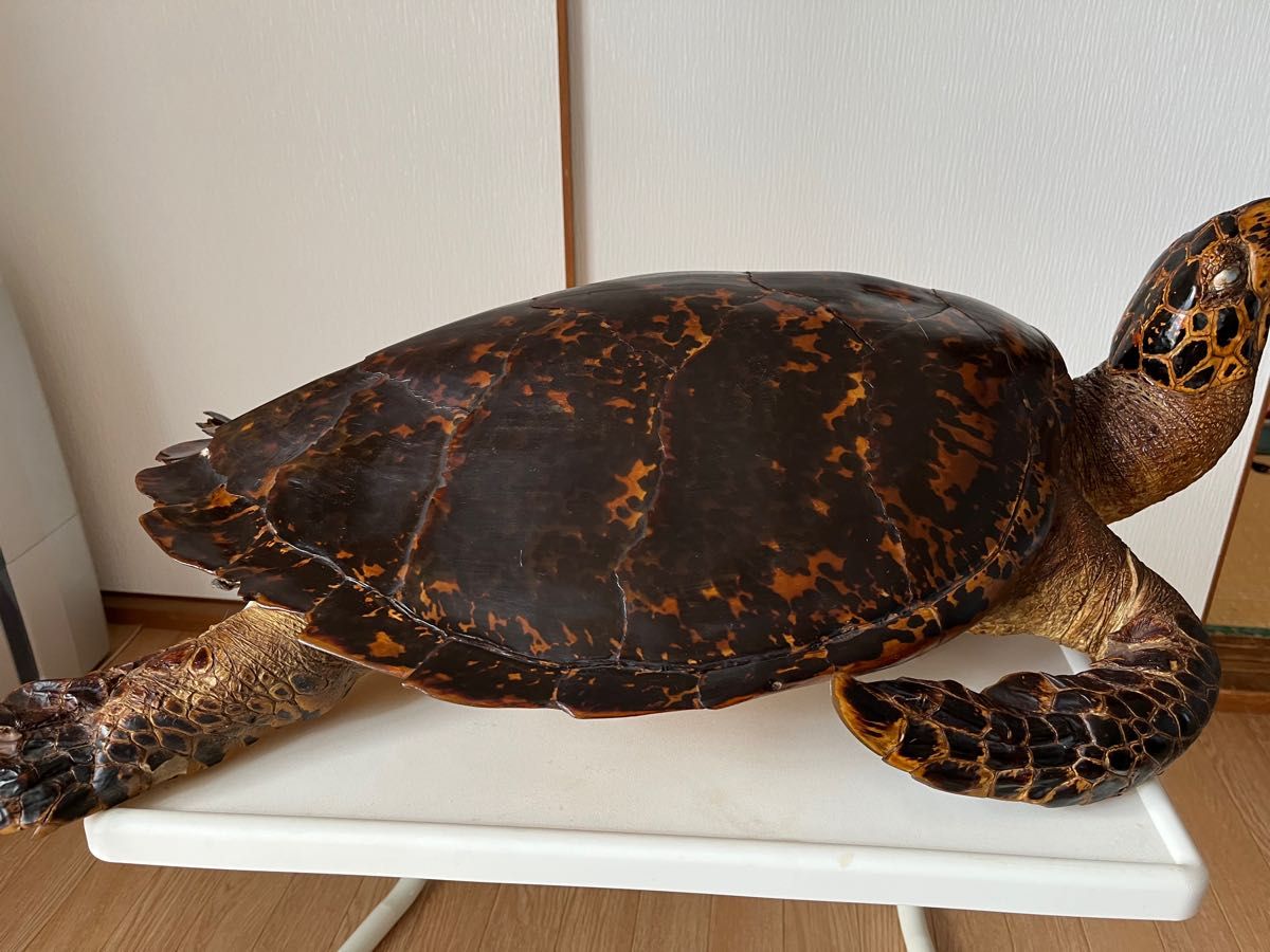 タイマイ剥製 海亀 剥製 希少品|Yahoo!フリマ(旧PayPayフリマ) タイマイ剥製 海亀 剥製 希少品|Yahoo!フリマ(旧PayPayフリマ)