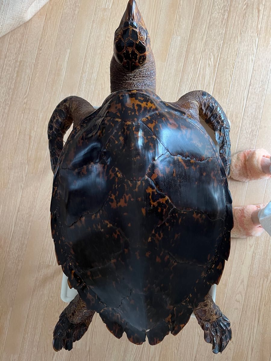 タイマイ剥製 海亀 剥製 希少品|Yahoo!フリマ(旧PayPayフリマ) タイマイ剥製 海亀 剥製 希少品|Yahoo!フリマ(旧PayPayフリマ)