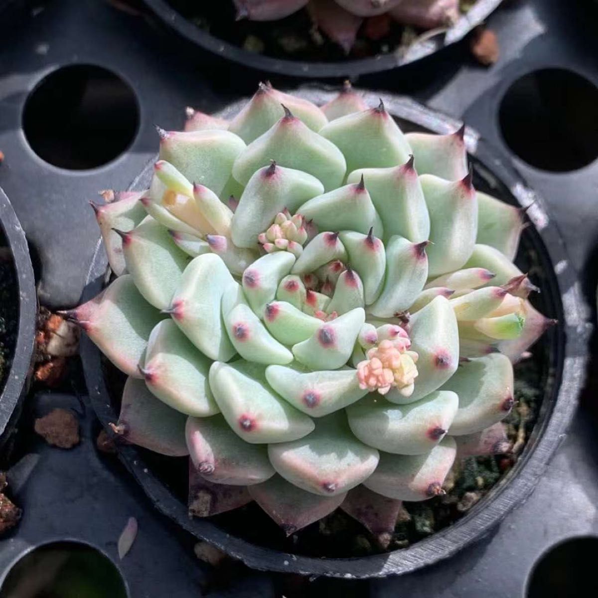 赤爪 エケベリア 超美苗 大苗 大株 多肉植物 韓国苗 観葉植物 花 園芸|PayPayフリマ エケベリア チワワエンシス 発根済(韓国苗)多肉植物 美苗‼️