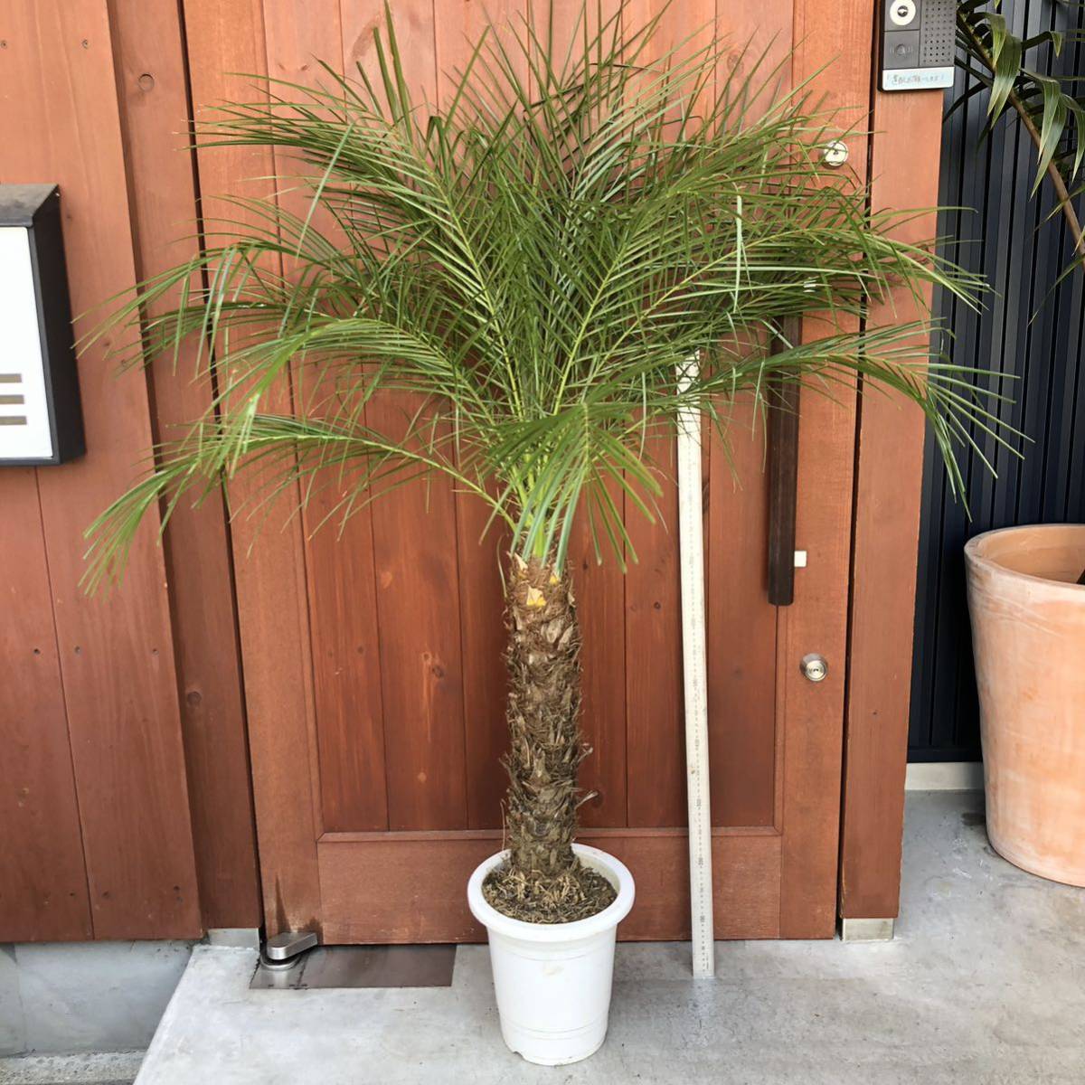 花、園芸 観葉植物 ヤシ | grupopymedigital.com