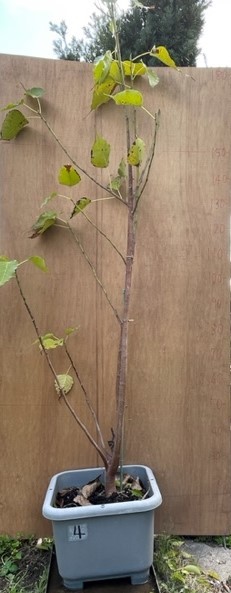 インド菩提樹（インドボダイジュ）６年目鉢植え（約150㎝）＋１０㎝の