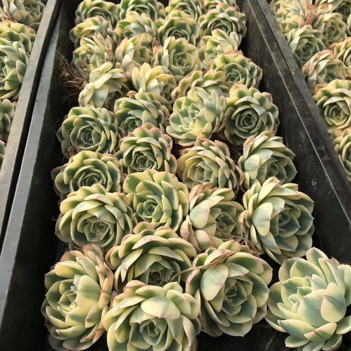 多肉植物 ルノーディーン 50苗 4-6CM | charcas.gob.mx