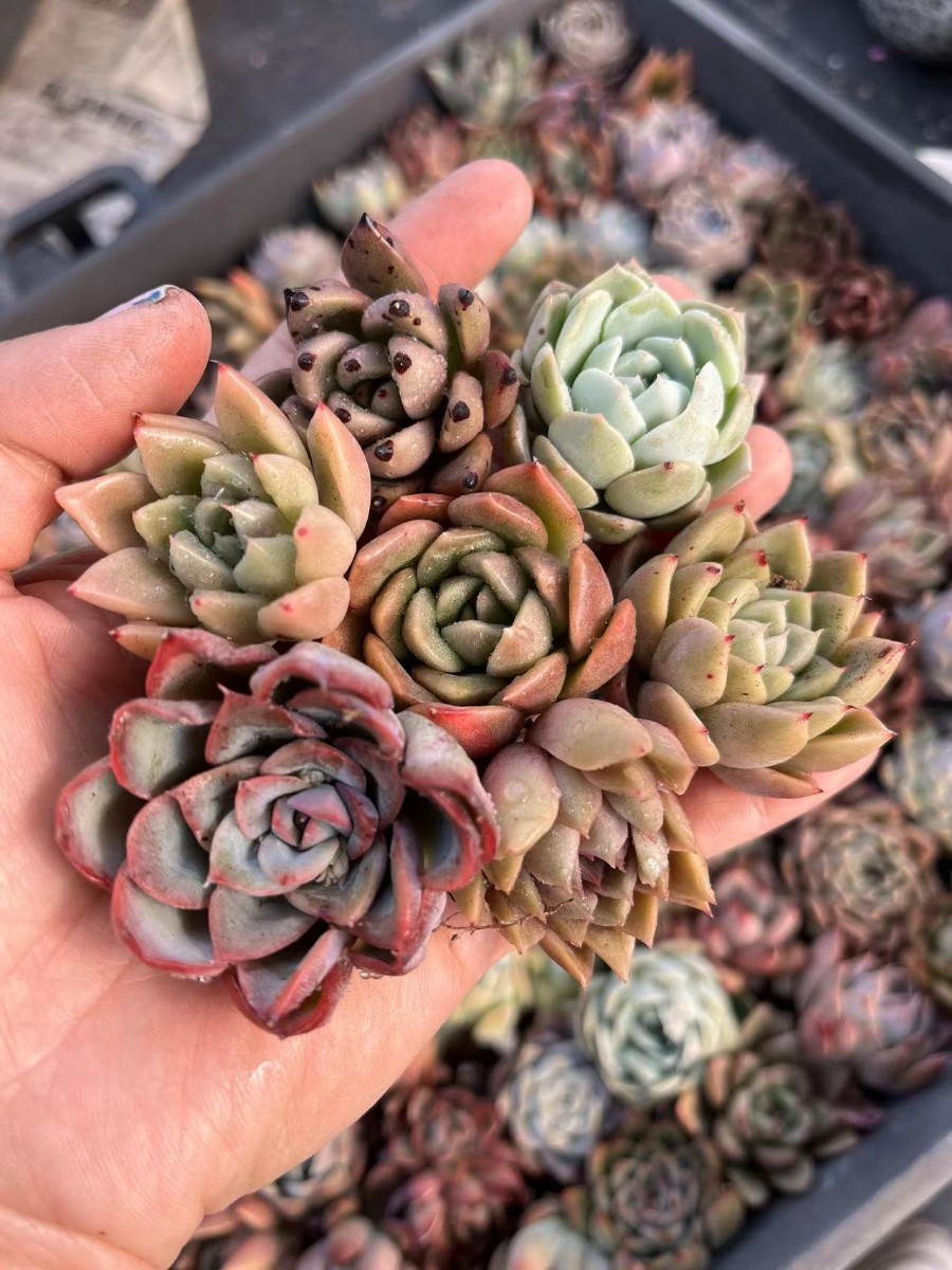 韓国苗 多肉植物美苗 交配種 1000苗セット 1CM-2CM|PayPayフリマ