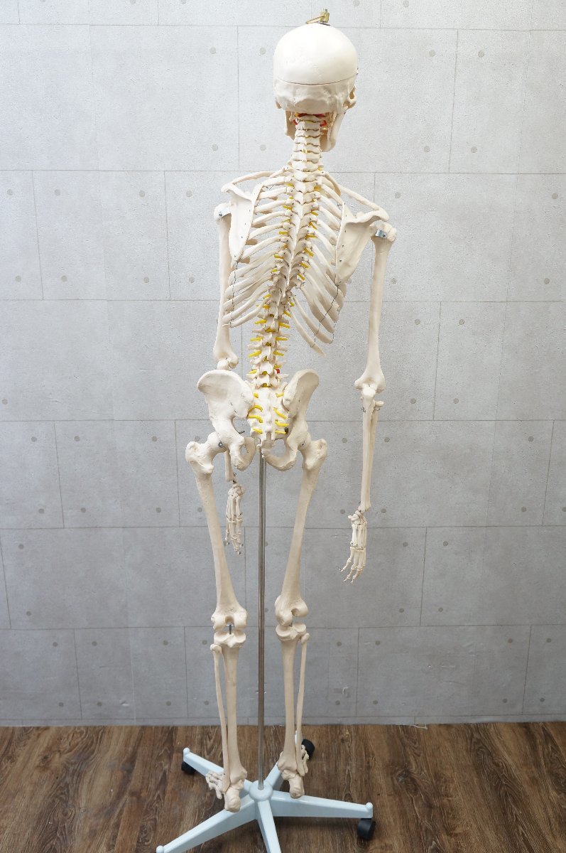 T913■人体骨格模型　スタンド付き■高さ約180cm■人体模型　骸骨　全身骨格模型_画像2