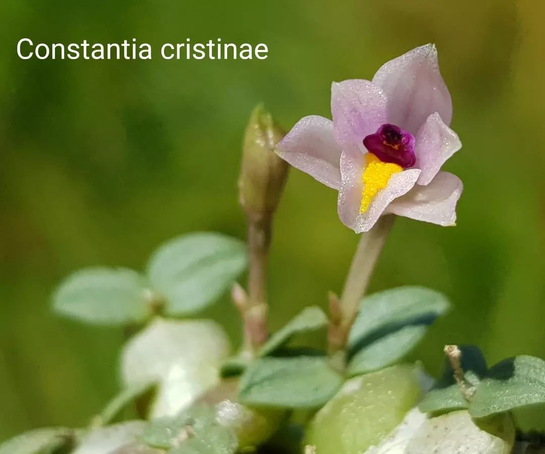 新入荷 Constantia cristinae 洋蘭 原種_画像1