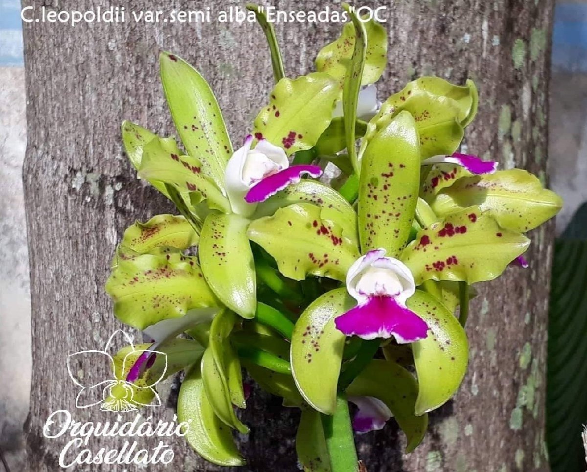C. tigrina f. semialba ´Enseadas´ 洋蘭 原種-