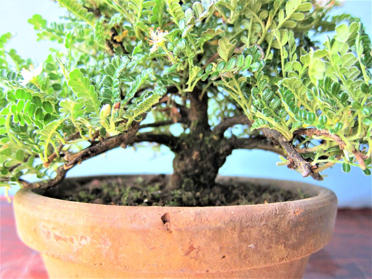 イソザンショウ 磯山椒 b 天梅 テンバイ 盆栽 | bungalowmakers.com
