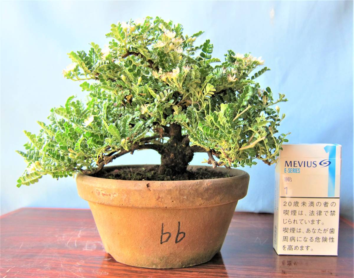 イソザンショウ 磯山椒 b 天梅 テンバイ 盆栽 | bungalowmakers.com