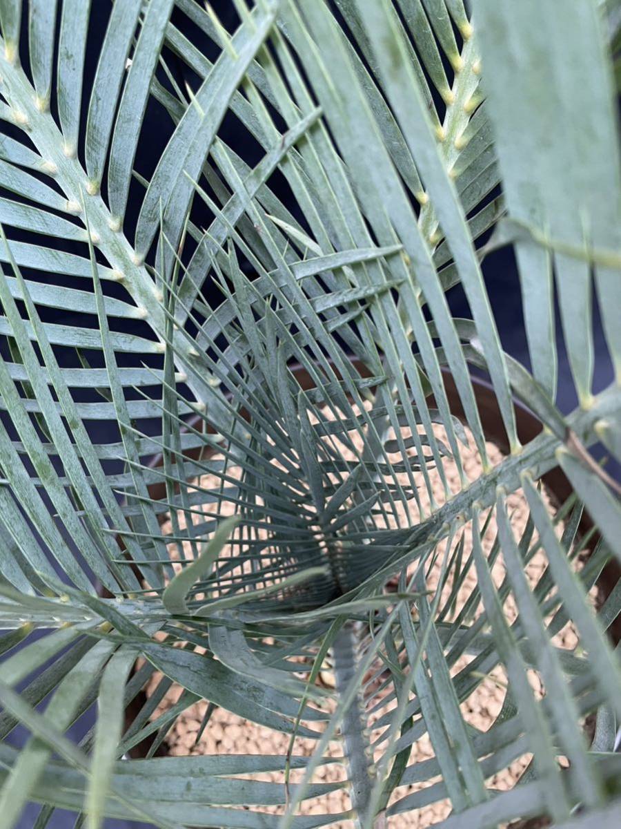 Yahoo!オークション - マクロザミア・マクドンネリー Macrozamia Yahoo!オークション - マクロザミア・マクドンネリー Macrozamia