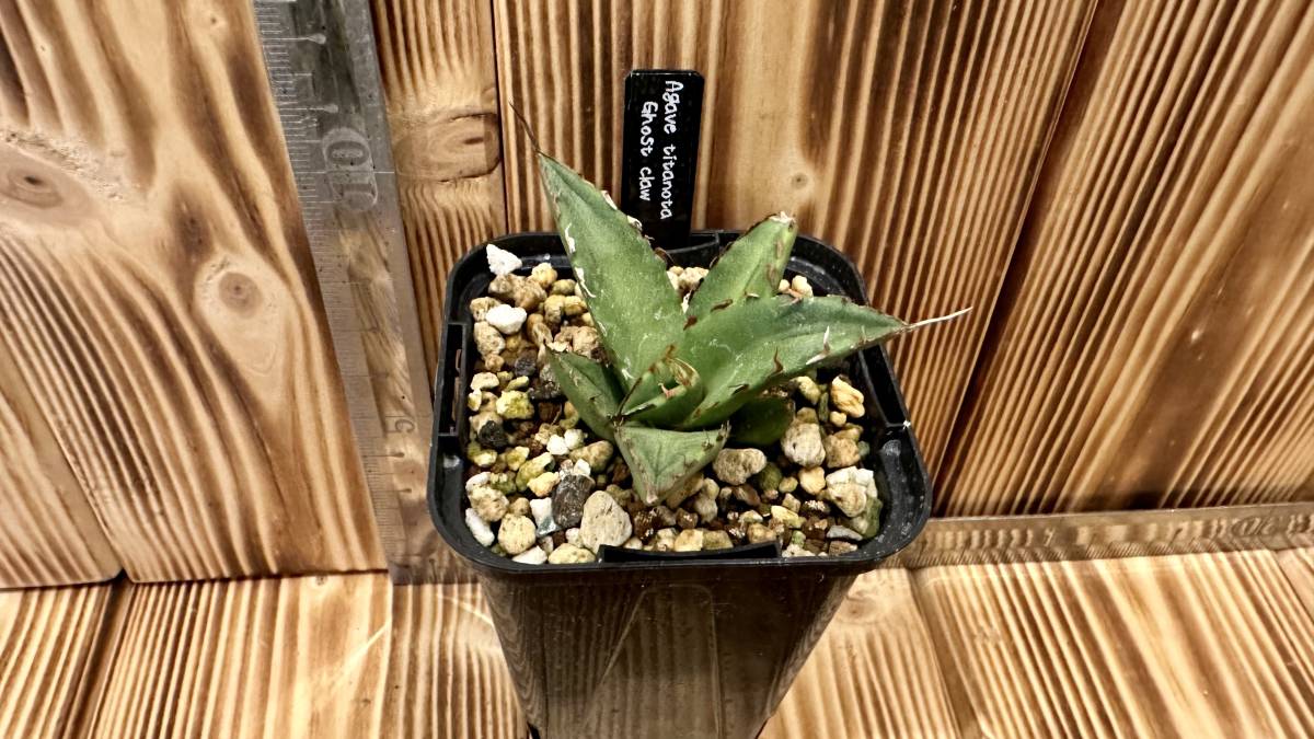 アガベ チタノタ 鬼爪 (agave titanota ghost claw) 発根済み株