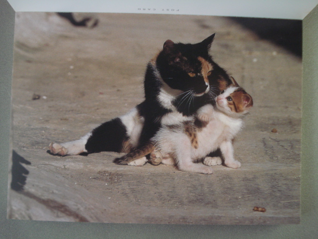 【CAT POSTCARD BOOK】ポストカード ギリシアの親子猫30 Loving in the Sun  [送料180円] の画像5