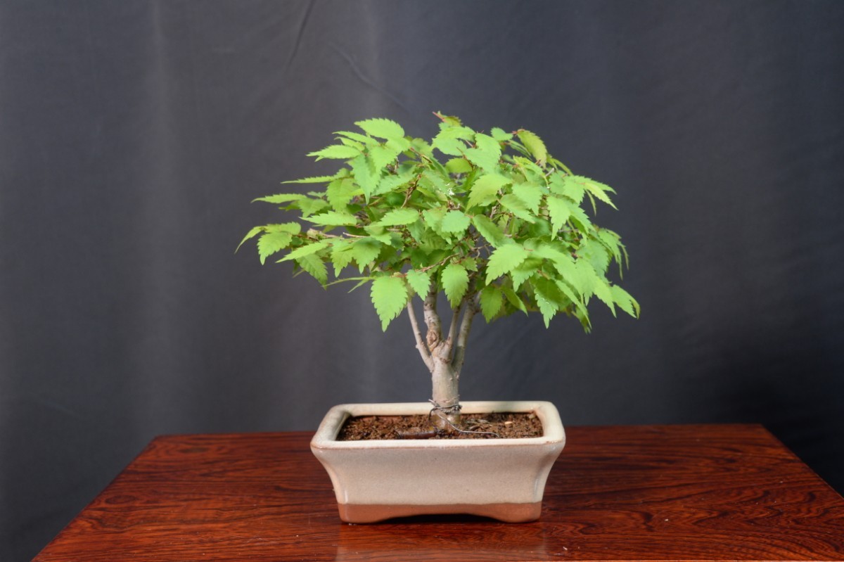 [Akamatsuen] Bonsai ★ Bonset ★ Small Bonsai